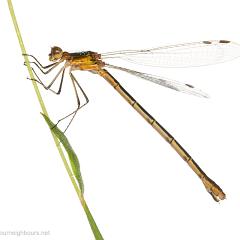 MYN Emerald Damselfy female 